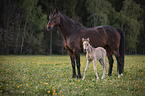 Warmblood mare with foal