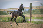 Warmblood foal