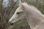 Warmblood foal portrait