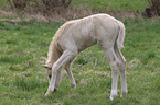 standing Warmblood foal