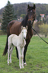Warmblood foal with mother