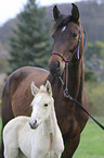 Warmblood foal with mother