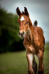 walking Warmblood foal