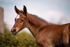 Warmblood foal portrait