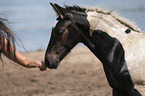 Warmblood foal portrait