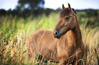 standing Warmblood