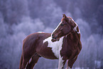 standing Warmblood