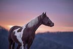 standing Warmblood