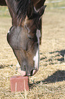 Warmblood portrait