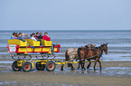 Carriage ride through the mud flats