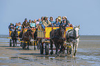 Carriage ride through the mud flats