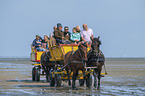Carriage ride through the mud flats
