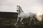 trotting Warmblood