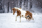 wamblood in winter