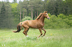 galloping warmbood