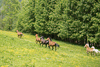 herd of horses