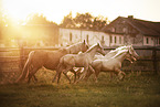 herd of horses