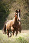 trotting warmbood