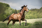 galloping warmbood