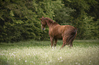 warmbood