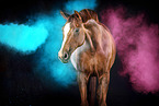 Warmblood with holi colour