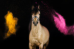 Warmblood with holi colour