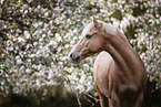 warmblood portrait