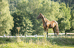warmblood