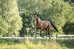 trotting warmblood