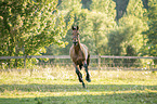 galloping warmblood