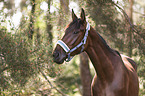warmblood portrait