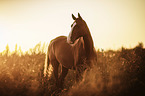warmblood