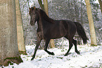 trotting horse