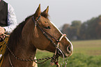 horse portrait