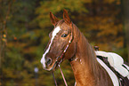 horse portrait