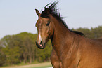 horse portrait