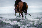 warmblood in the water