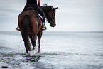 warmblood in the water