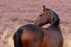 warmblood mare in heath