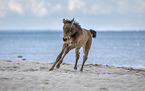 foal at the beach