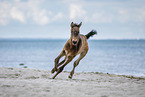 foal at the beach
