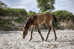 foal at the beach