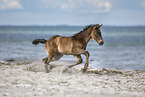 foal at the beach