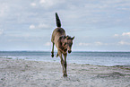 foal at the beach