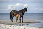 2 horses at the beach