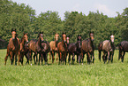 herd of horses