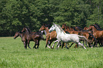 herd of horses