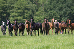 herd of horses