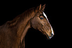 horse in front of black background
