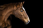 horse in front of black background
